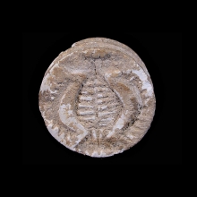 bactrian-circular-steatite-amulet-seal_x6667b