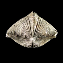 brachiopod---parispirifer-bownockeri---marine-fossil_f70b