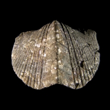 brachiopod---parispirifer-bownockeri---marine-fossil_f70c