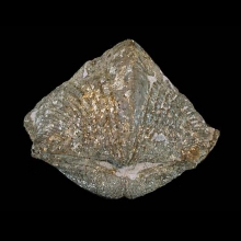 brachiopod---parispirifer-bownockeri---marine-fossil_f71b
