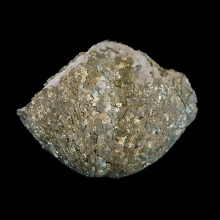 brachiopod---parispirifer-bownockeri---marine-fossil_f71c