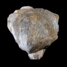 fossil-bivalve-shell---cyrenopsis-australiensis_f142b