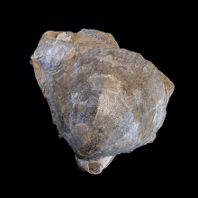 fossil-bivalve-shell---cyrenopsis-australiensis_f142c