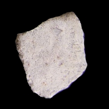 saltasaurus-egg-fragments---dinosaur_f137c