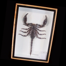 scorpion-specimen-presented-in-wood-and-glass-frame_xf257b
