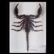 scorpion-specimen-presented-in-wood-and-glass-frame_xf257c