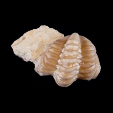 trilobite---kainops-invius_f163b