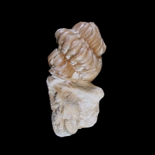 trilobite---kainops-invius_f163c