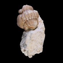 trilobite---kainops-invius_f165c