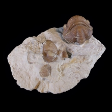 trilobites---kainops-invius_f161b