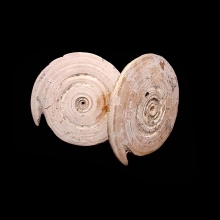 two-neolithic-fossilised-shell-burial-ornaments-earrings_09856b
